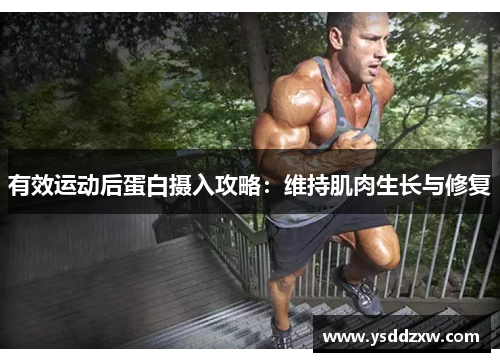 有效运动后蛋白摄入攻略：维持肌肉生长与修复